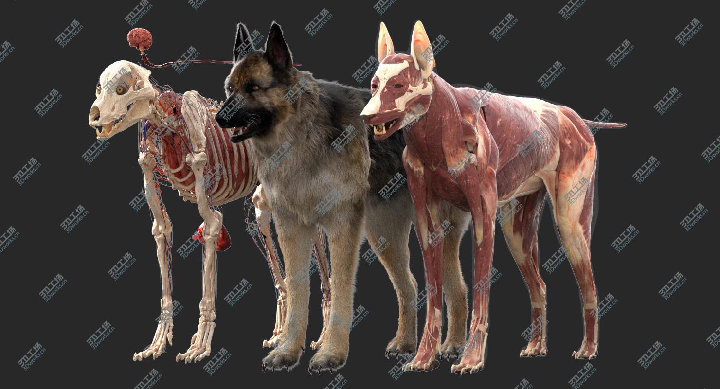 images/goods_img/20210113/3D Shepherd Dog Anatomy/2.jpg